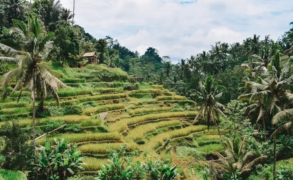 Bali plantáže Káva Monro