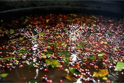 fermentace kávy