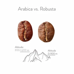 Arabika vs Robusta Káva Monro