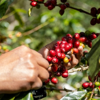 Původ, zpracování a pražení kávy