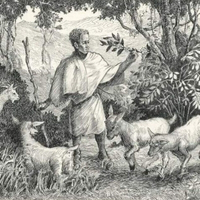 Původ, zpracování a pražení kávy