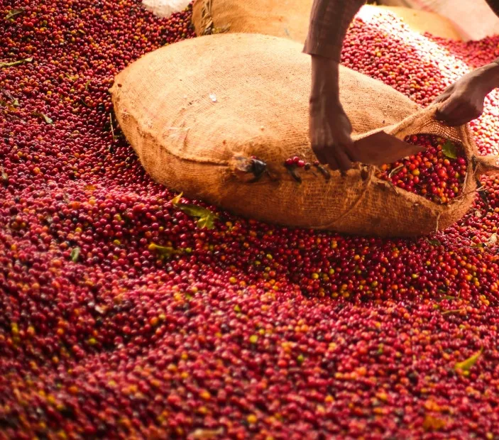 ETHIOPIA SHANTAWENE SIDAMA BENSA KÁVA ARABICA