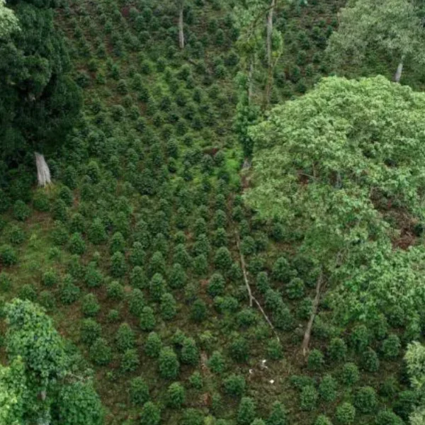 ETHIOPIA BOMBE NATURAL KÁVA ARABICA