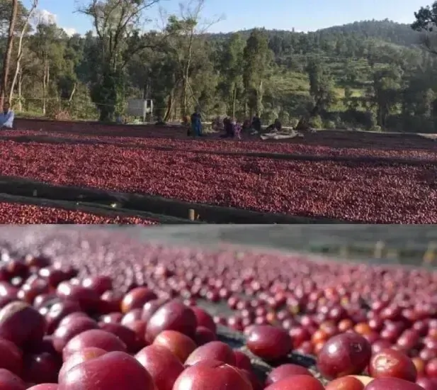 ETHIOPIA KELLOO DANCHE KÁVA ARABICA