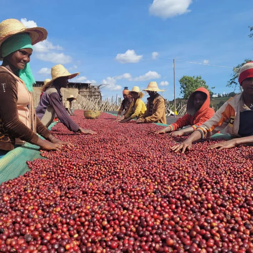 ETHIOPIA GEDEB BANKO GOTITI GRADE 1 KÁVA ARABICA