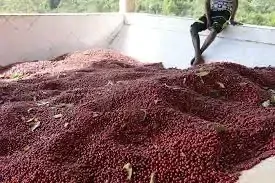 ETHIOPIA KELLOO DANCHE KÁVA ARABICA