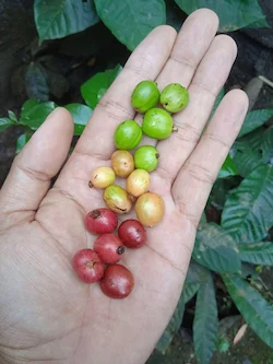 rozdíl ve zralosti kávového zrna